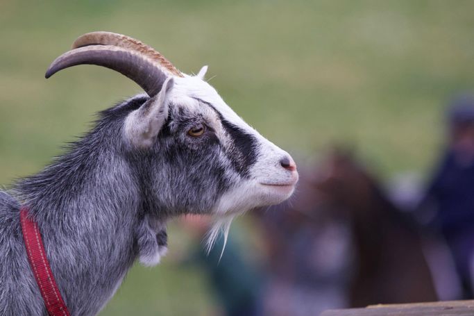 Grey goat